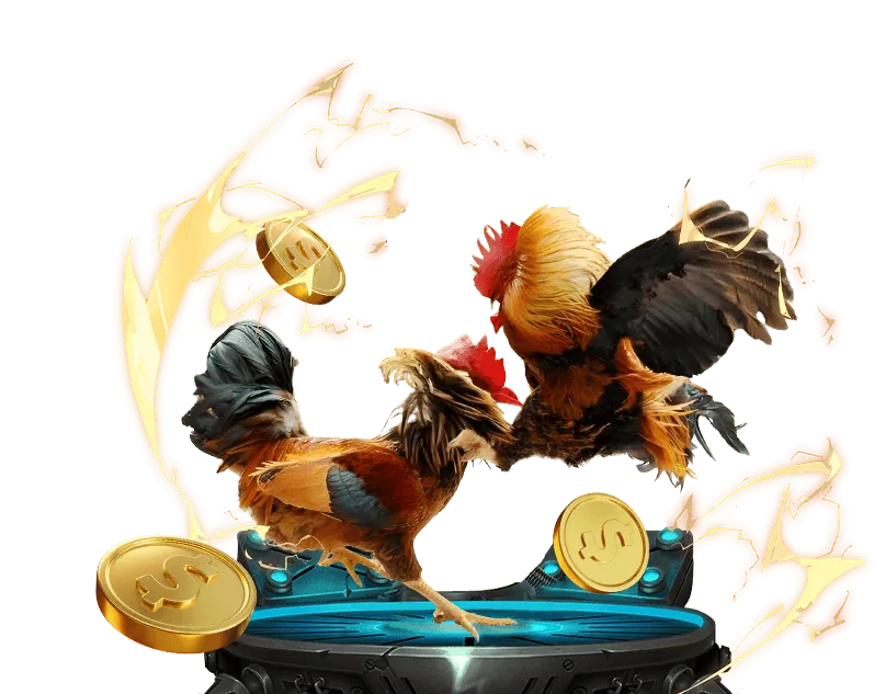 Hình ảnh sân đấu đá gà chuyên nghiệp với các chiến kê đang chuẩn bị thi đấu